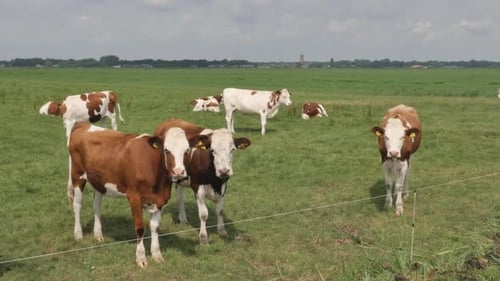 Schwarze und weiße Kühe auf der Wiese, die weiden und sich umschauen