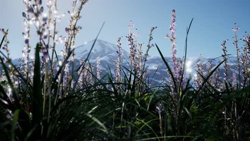 Lavender Field with Blue Sky and Mountain Cover with Snow