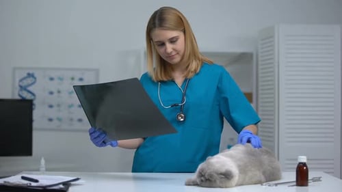 Veterinarian Examining X-Ray and Petting a Cat
