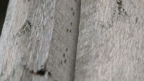 Ant