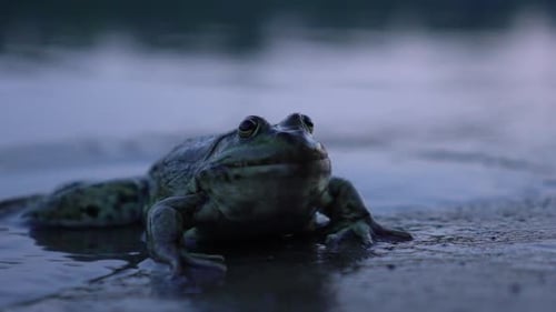Frog Close Up in the Pond
