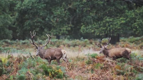 Männlicher Rothirsch (Cervus elaphus) während der Hirschbrunst bei Sonnenuntergang in wunderschönem goldenem Sonnenlicht im Farn