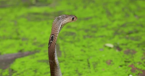 Cobra Snake Raises Head in the Wild