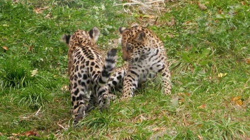 Playful Leopard Cubs