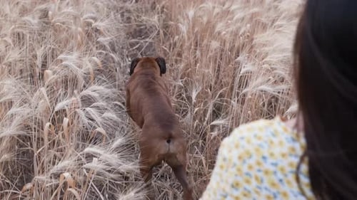 Back view, Young hispanic woman walking with his boxer dog through the wheat field.