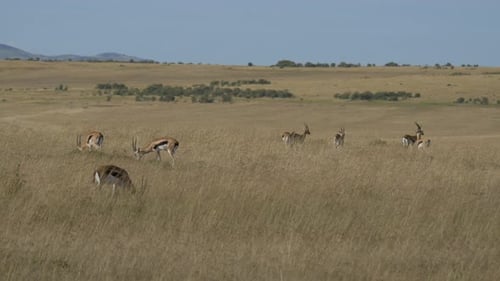Gazelles Grazing Peacefully on a Grassy Savanna