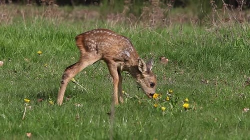 Roe Deer, capreolus capreolus, Fawn in Blooming Meadow, Normandy, Real Time