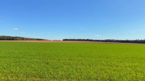 Field with green spring plants