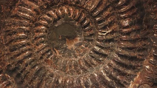 Close Up of a Brown Fossil Spiral