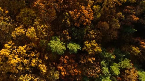 Aerial View of Autumn Forest Landscape