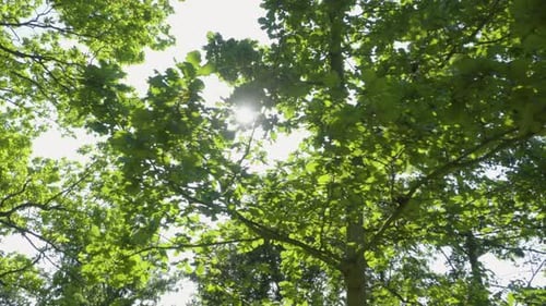 El sol brilla a través de un frondoso árbol verde dentro de un bosque. Una grabación tomada desde debajo del árbol