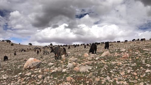 Herd of Scattered Mixed Color Goats Grazing on Hill