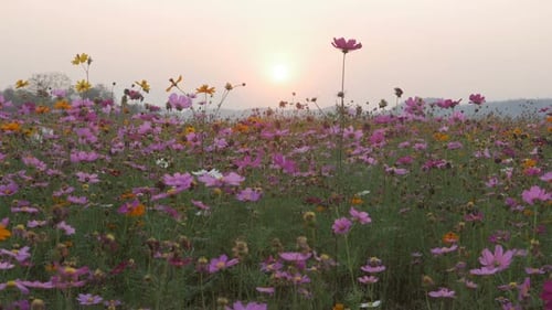 Cosmos Flowers Field at Sunrise or Sunset