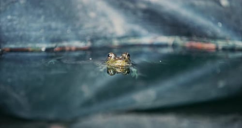 Green Marsh Frog Floating in Natural Pond Water Habitat Slow Motion Close-up 4K