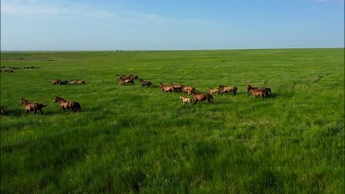 Des chevaux sauvages qui courent des Mustangs sauvages courent sur la magnifique poussière d'herbe verte sous les sabots