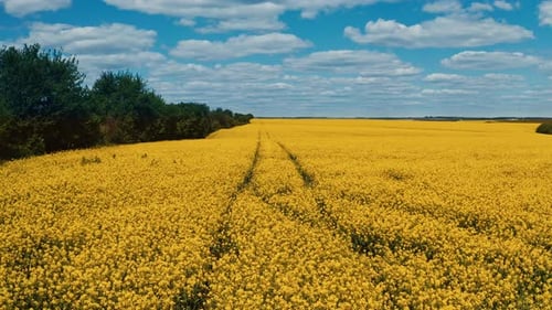 Yellow rapeseed field. Aerial view of tractor tracks in rape seed field