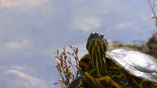 Schildkröten im Seewasser 4