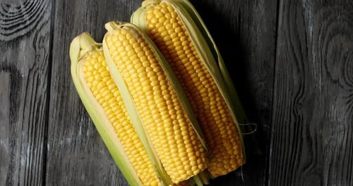 Fresh Corn on the Cob on Dark Wood