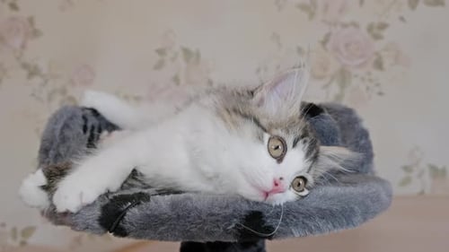 Adorable Kitten Resting Peacefully on Cat Tree