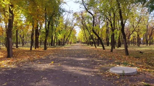 Alley in the autumn park.