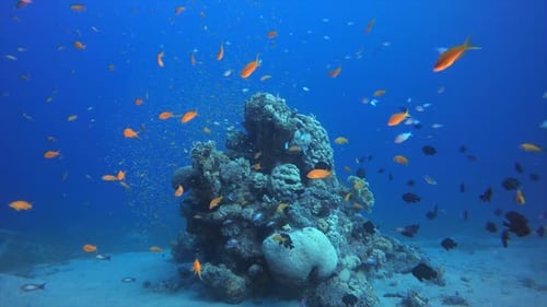 Underwater Sea Coral Reef