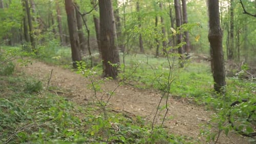 Young Mountain Biker Climbs on a Path in a Forest