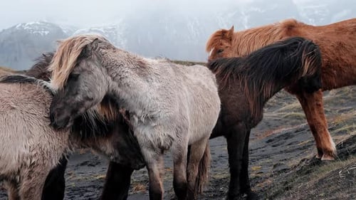 Closeup View of Icelandic Horses Standing on Grassy Field