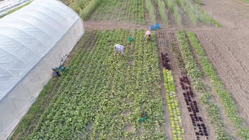 Two farmers working in field