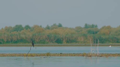 Kormoranvogel im Donaudelta