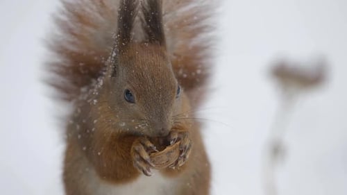 Squirrel Eats a Walnut in the Snow