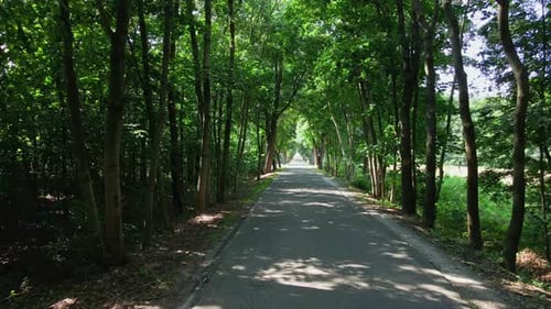 Câmera se movendo na estrada através da floresta com feixes de luz solar