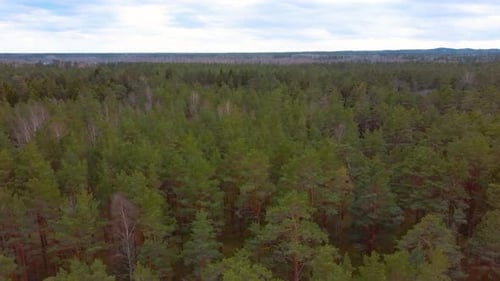 Green Pine Wood Top View in Pine Wood Park on Forest Trees Sunny Day. Aerial 4K Video