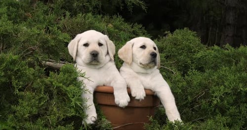 Yellow Labrador Retriever, Puppies Playing in a Flowerpot, Normandy, Slow Motion 4K