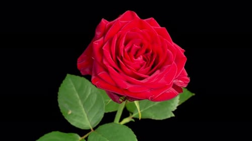 Blooming Red Rose Against Black Background