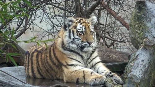 Adorable Tiger Cub Resting Calmly in Nature