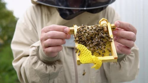 Closeup Portrait of Beekeeper Holding a Honeycomb Full of Bees