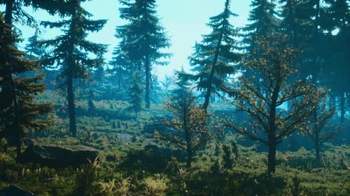 Pine Trees Fofest on High Green Mountains