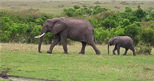 Afrikanischer Elefant, loxodonta africana, Mutter- und Kälberspaziergang, Masai Mara Park in Kenia