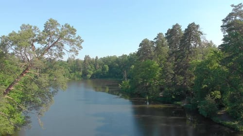 Pin et rivière