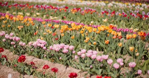 Blooming Tulips on Flowers Plantation Farm