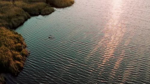 Flying Over Rippled Water of Lakes Among Grass Near Black Sea, Flying Heron Migratory Floating Birds
