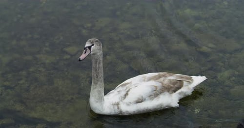 Swan swimming in a lake