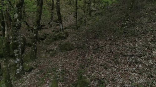 Green Forest at Spring Magical Powerful Trees in the Morning Time Charming and Powerful Trees