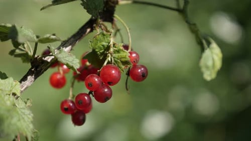 Arbuste à feuilles caduques de savoureuses baies rouges groseilles peu profondes DOF 4K 2160p 30fps UltraHD - Vidéo - Santé