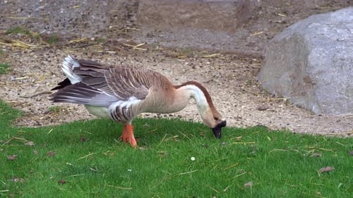 Goose and goat grazing together on grass and looking for food during daytime. Close up shot.