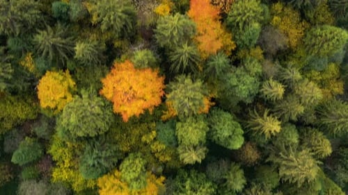Above Autumn Forest