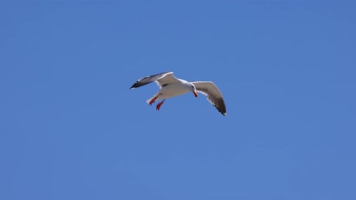 Möwe fliegt in Zeitlupe am Strand