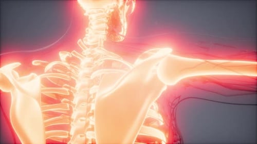 3D Human Upper Body Skeleton with Pain Points Animation