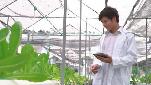Asian scientist man examined the quality of vegetable organic salad from the hydroponic farm