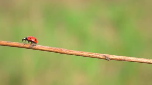 Ladybug Crawling on a Twig in Nature